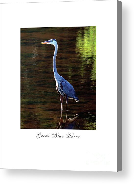 Great Blue Heron Acrylic Print featuring the digital art Great Blue Heron by Dianne Morgado