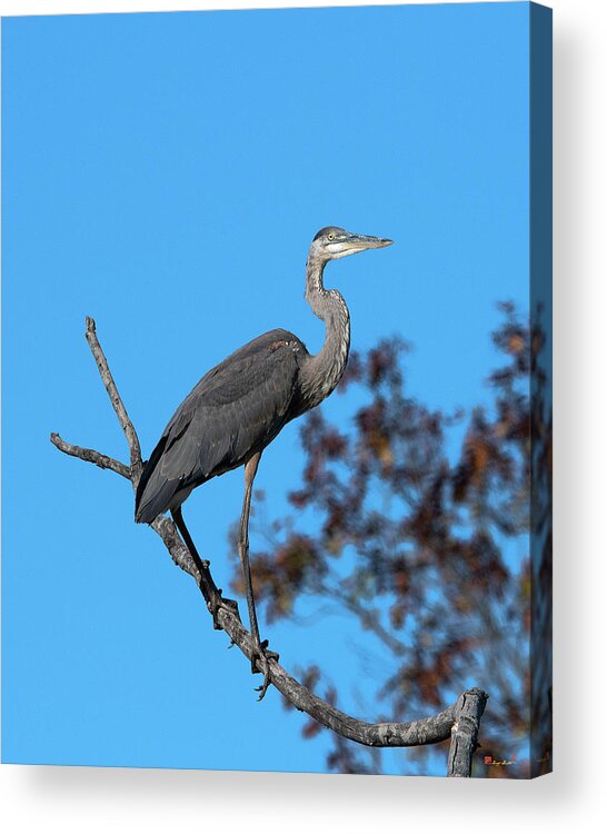 Nature Acrylic Print featuring the photograph Great Blue Heron in a Tree DMSB0210 by Gerry Gantt