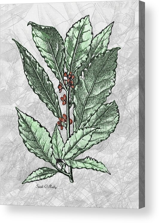Hand Painted Leaves And Berries Acrylic Print featuring the mixed media Hand Painted Leaves And Berriess by Sandi OReilly