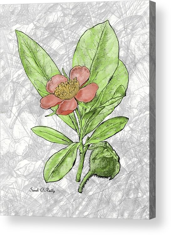Hand Painted Salmon Pink Prairie Rose Acrylic Print featuring the mixed media Hand Painted Salmon Pink Prairie Rose by Sandi OReilly