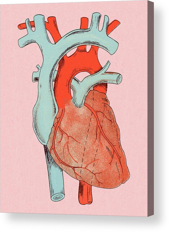 Anatomical Acrylic Print featuring the drawing Heart Diagram by CSA Images