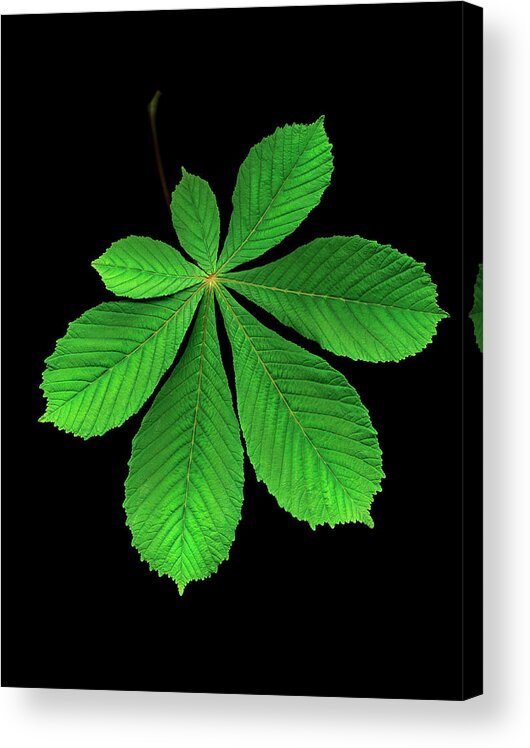Black Background Acrylic Print featuring the photograph Horse Chestnut Leaf Against Black by Mike Hill