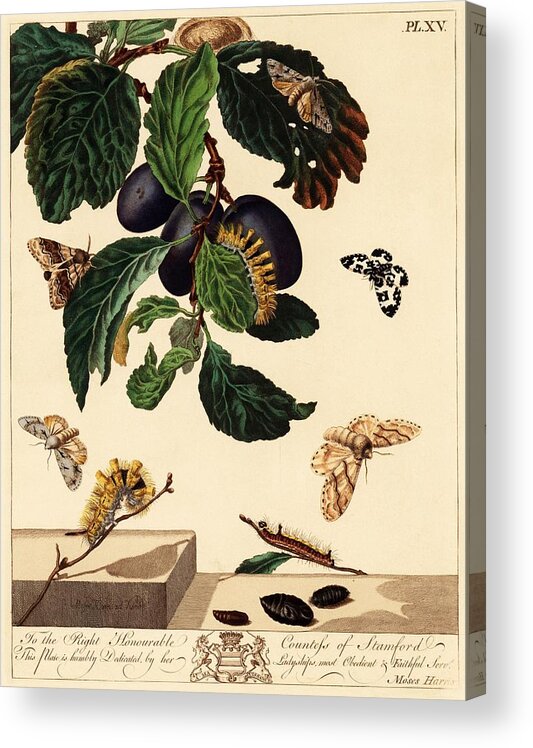 19th Century Acrylic Print featuring the drawing illustration by Moses Harris from 'The Aurelian, a Natural History of English Moths and Butterfli... by Album