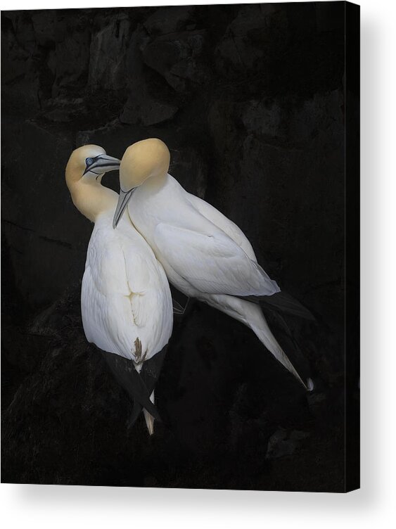 Gannets Acrylic Print featuring the photograph In Love by Molly Fu