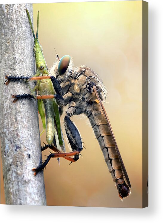 Insect Acrylic Print featuring the photograph Insect Predator by Fauzan Maududdin