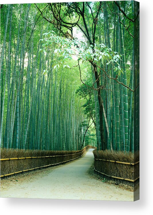 Bamboo Acrylic Print featuring the photograph Japan, Kyoto Prefecture, Ukyo Ward by Akira Kaede
