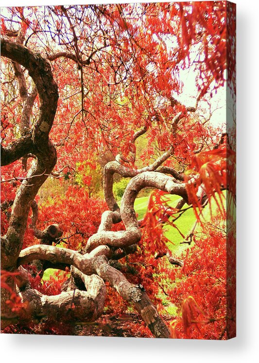 Photograph Acrylic Print featuring the photograph Japanese Maple Twists 300 by Sharon Williams Eng