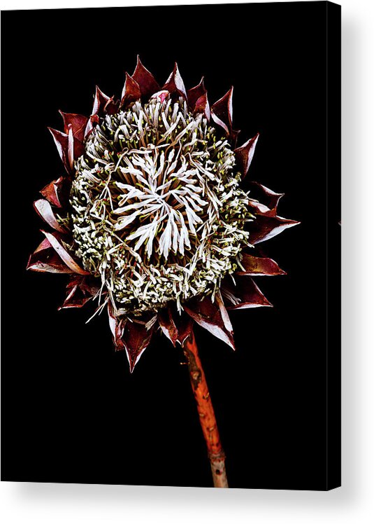 Black Background Acrylic Print featuring the photograph King Protea Top by Chris Stein