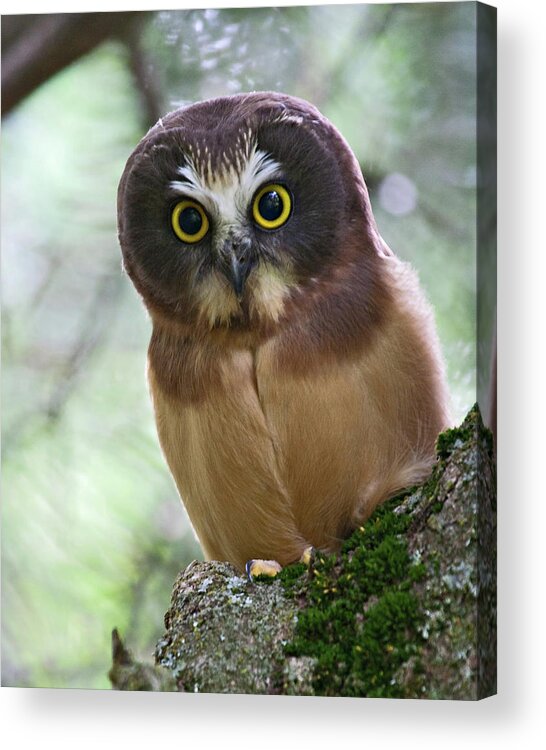 Birds Acrylic Print featuring the photograph Little Owl by Wesley Aston