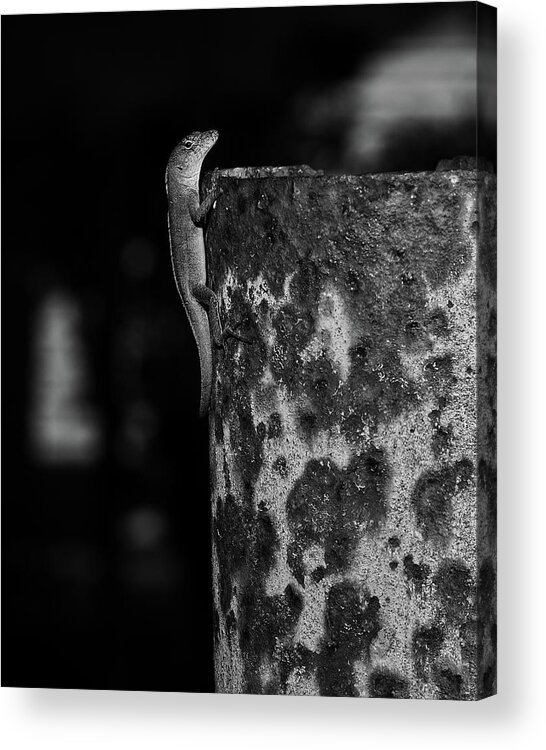 Anole Acrylic Print featuring the photograph Lizzy by Richard Rizzo