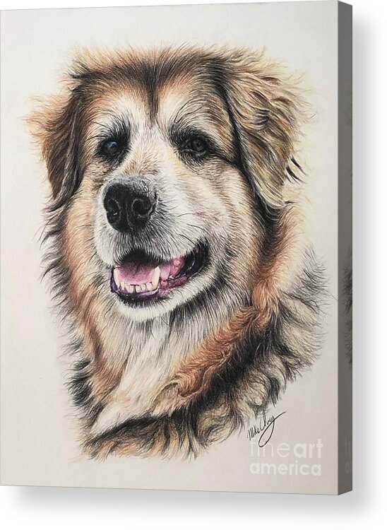 Dog Acrylic Print featuring the drawing Loui by Mike Ivey