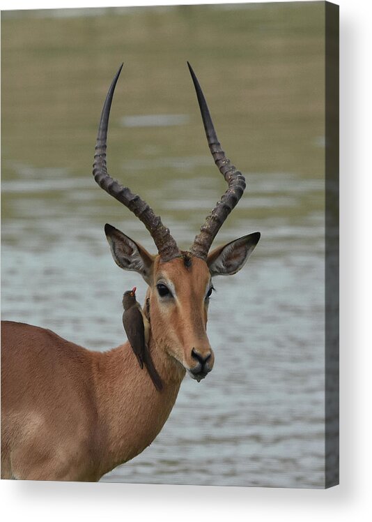 Impala Acrylic Print featuring the photograph Male Impala with Oxpecker by Ben Foster