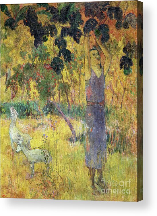 Paul Gauguin Acrylic Print featuring the drawing Man Picking Fruit From A Tree, 1897 by Heritage Images