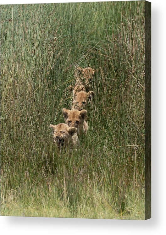 Africa Acrylic Print featuring the photograph Follow the Leader by Patrick Nowotny
