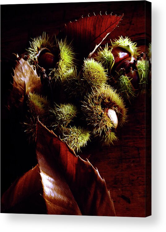 Naturel Acrylic Print featuring the photograph Marrons Et Chataignes Chestnuts And Conkers by Hussenot - Photocuisine