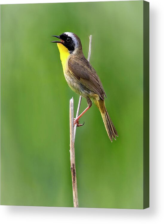 Bird Acrylic Print featuring the photograph Morning Song by Art Cole