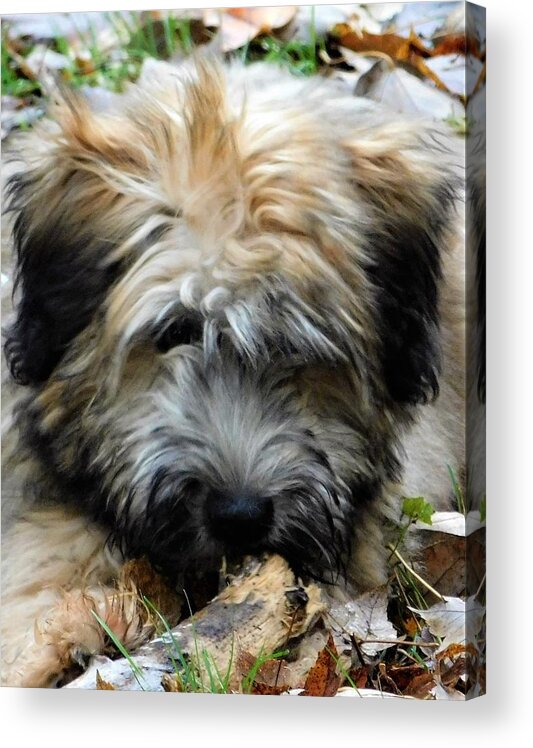 Wheaten Terrier Puppy Acrylic Print featuring the photograph - My stick by THERESA Nye