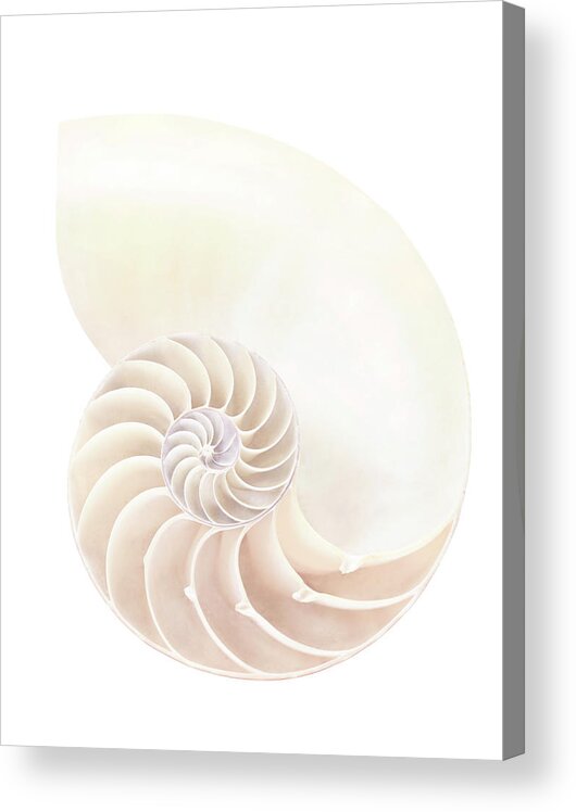 Curve Acrylic Print featuring the photograph Nautilus Shell, Close-up by Gavin Kingcome/spl