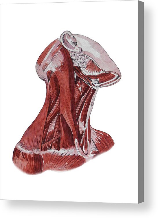 Neck Acrylic Print featuring the painting Neck Muscles Anatomy Study by Irina Sztukowski
