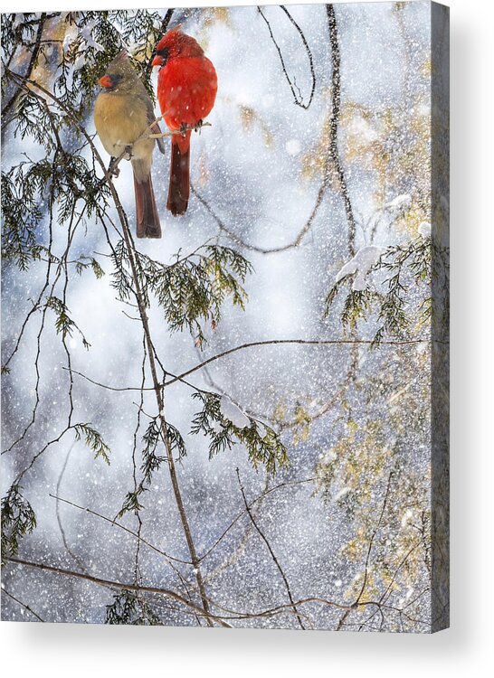 Northern Cardinals Acrylic Print featuring the photograph Northern Cardinal Love Affair by Sandra Rust