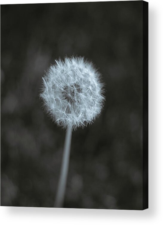 Winterpacht Acrylic Print featuring the photograph One in a Field by Miguel Winterpacht