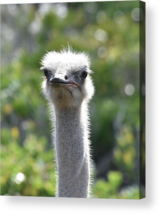 Ostrich Acrylic Print featuring the photograph Ostrich Closeup by Ben Foster