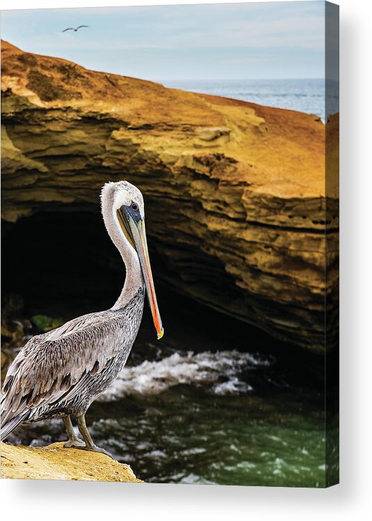 Ocean Beach Acrylic Print featuring the photograph Pelican by Local Snaps Photography