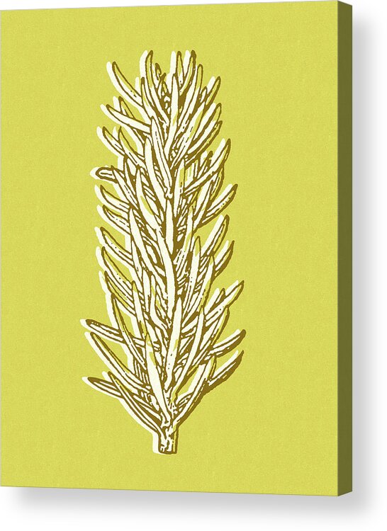 Bough Acrylic Print featuring the drawing Pine Branch by CSA Images