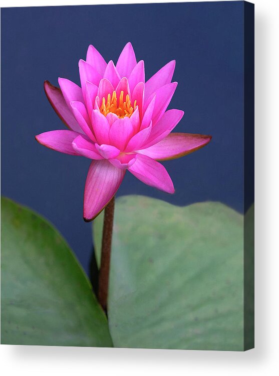 Flower Acrylic Print featuring the photograph Pink on Blue by Art Cole