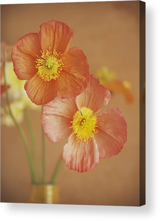 Poppy Acrylic Print featuring the photograph Poppy Blooms by Ray Kachatorian