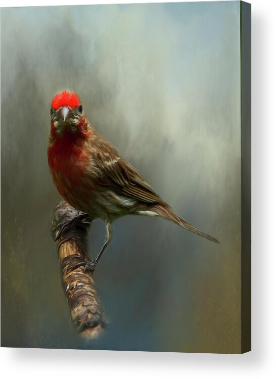 Avian Acrylic Print featuring the photograph Portrait of a House Finch by Cathy Kovarik