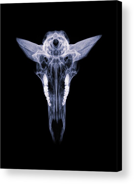 Kansas Acrylic Print featuring the photograph Pronghorn x-ray 04 by Rob Graham