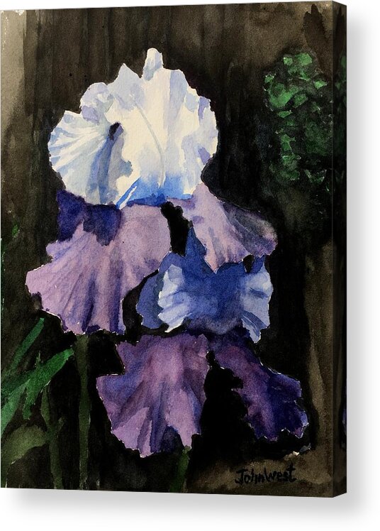 Purple Acrylic Print featuring the painting Purple-Blue Iris by John West