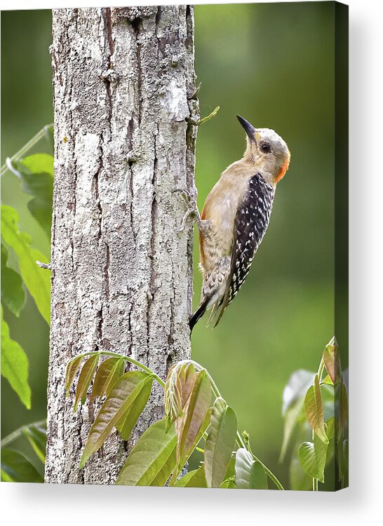 Colombia Acrylic Print featuring the photograph Red Crowned Woodpecker Hotel Waka Rural Honda Tolima by Adam Rainoff