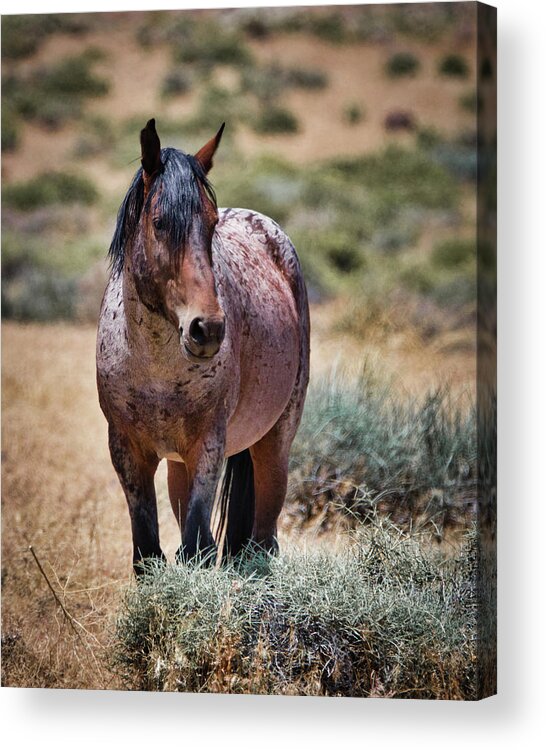 Horse Acrylic Print featuring the photograph Red Roan Alerted by American Landscapes