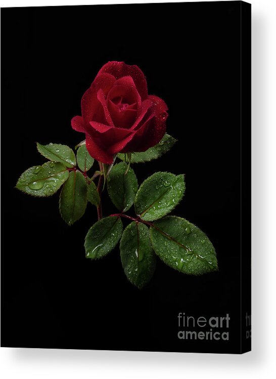 Black Background Acrylic Print featuring the photograph Red Rose by Stephen Wilson
