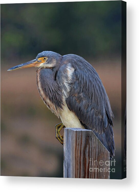 Heron Acrylic Print featuring the photograph Resting Great Blue Heron by Kathy Baccari