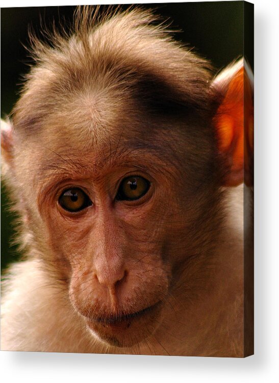 Animal Themes Acrylic Print featuring the photograph Rhesus Monkey Macaca Mulatta by Intangible Creations!!