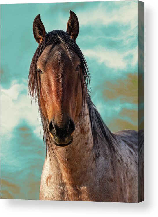 Wild Horses Acrylic Print featuring the photograph Roany by Mary Hone