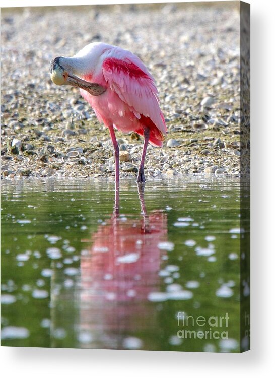 Spoonbill Acrylic Print featuring the photograph Roseate Spoonbil by Susan Rydberg