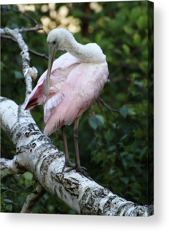 Wildlife Acrylic Print featuring the photograph Roseate Spoonbill 10 by William Selander
