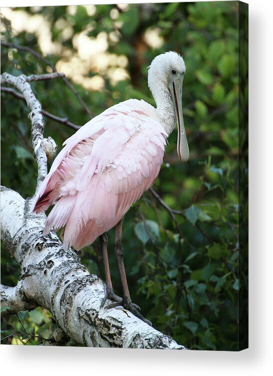 Wildlife Acrylic Print featuring the photograph Roseate Spoonbill 21 by William Selander