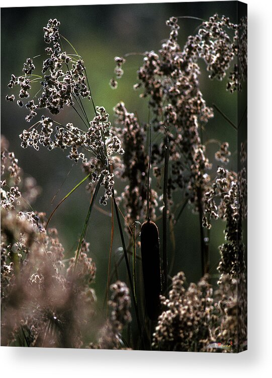Marsh Acrylic Print featuring the photograph Rushes and Cattails 7G by Gerry Gantt