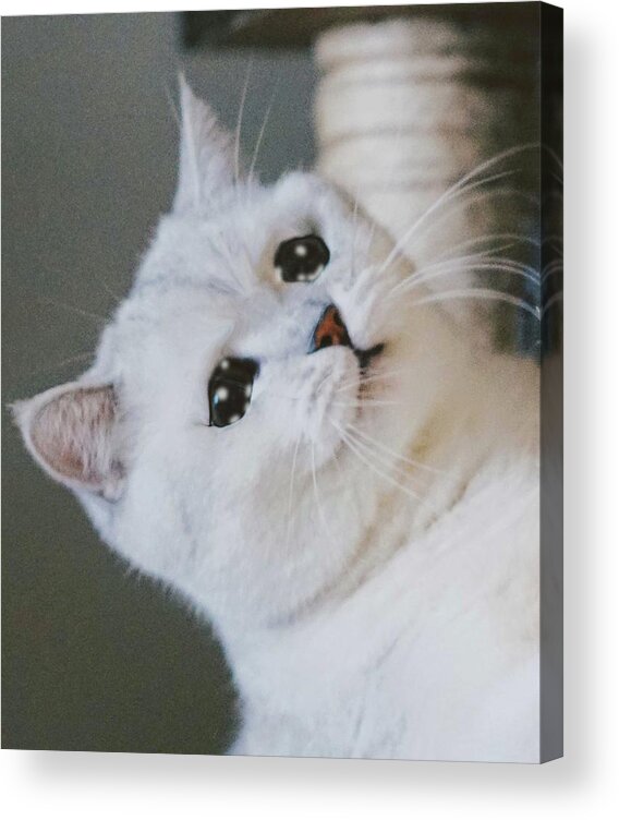 Sad Cat Crying Cat Cute Meme Acrylic Print by Random Galaxy - Pixels