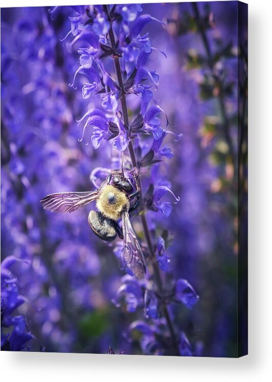 Bumblebee Acrylic Print featuring the photograph Save the Bees by Shannon Kelly