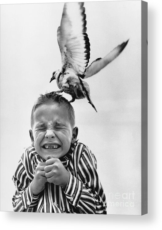 Child Acrylic Print featuring the photograph Seagull Attacking Childs Head by Bettmann