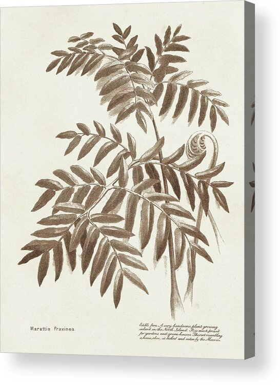 Botanical Floral Acrylic Print featuring the painting Sepia Fern Varieties II by Unknown
