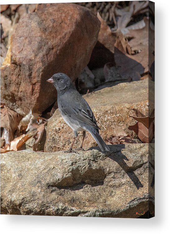 Nature Acrylic Print featuring the photograph Slate-colored Junco DSB0339 by Gerry Gantt