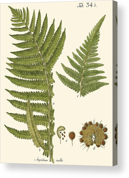 Botanical & Floral Acrylic Print featuring the painting Small Antique Fern IIi by Vision Studio