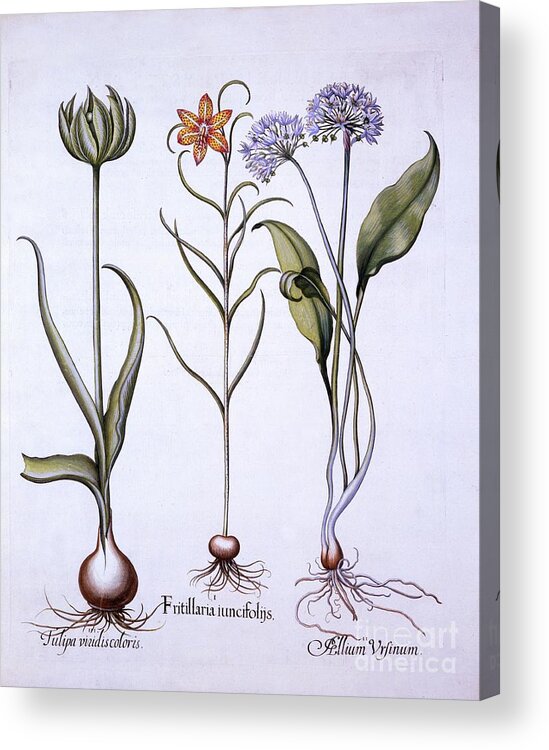 Fritillaria Acrylic Print featuring the drawing Snakes Head Fritillary by Heritage Images